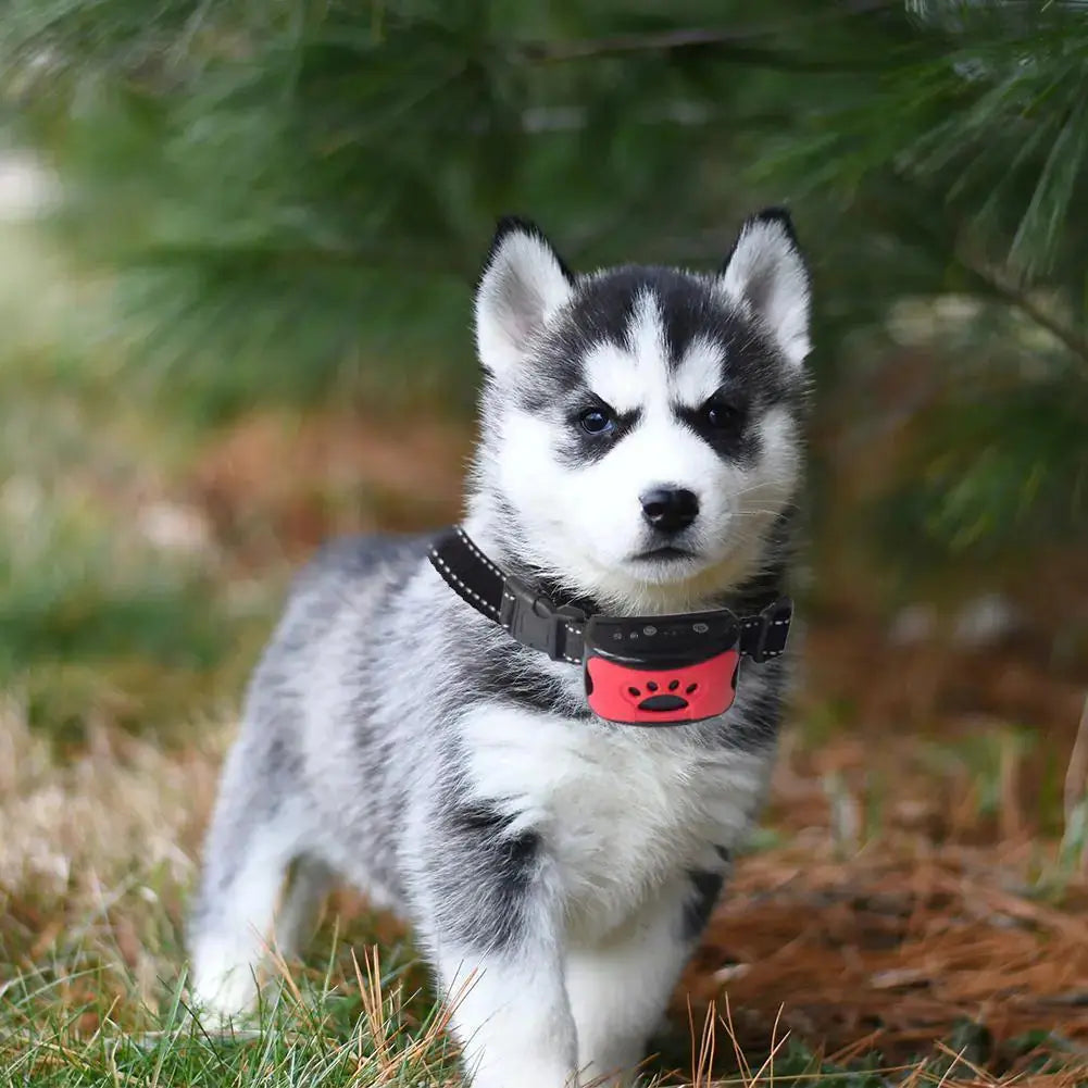 Automatic Anti Barking Pet Collar